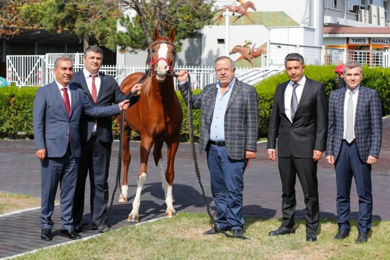 Şampiyon atın yavruları rekor fiyatla satıldı

