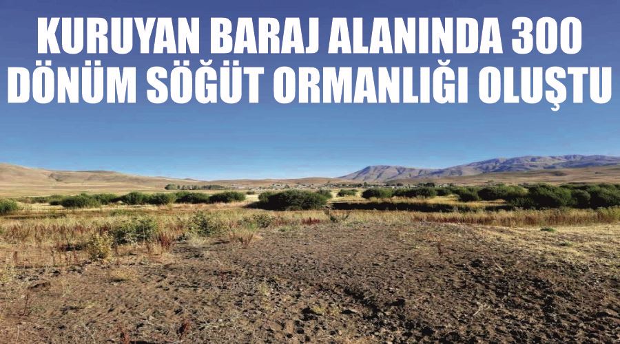 Kuruyan baraj alanında 300 dönüm söğüt ormanlığı oluştu