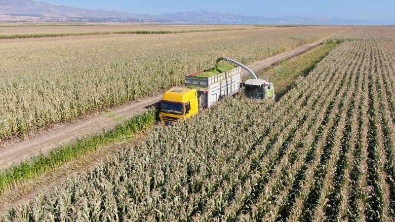 Elazığ’da silajlık mısır hasadı başladı
