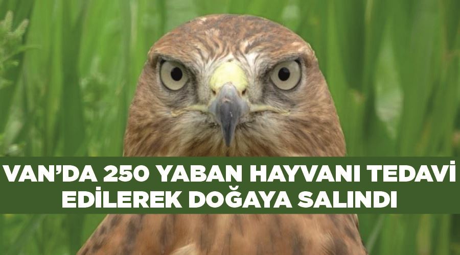 Van’da 250 yaban hayvanı tedavi edilerek doğaya salındı
