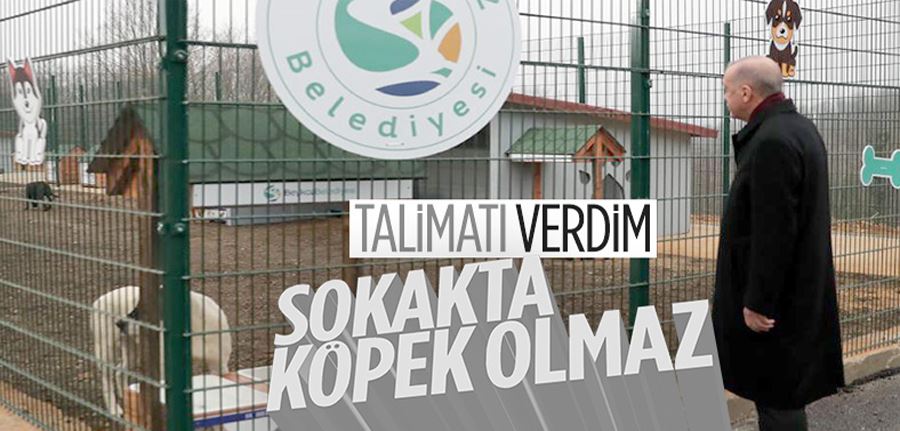 Cumhurbaşkanı Erdoğan: Belediyeler başıboş sokak hayvanlarını toplamalı 