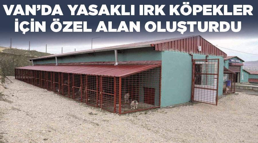 Van’da yasaklı ırk köpekler için özel alan oluşturdu