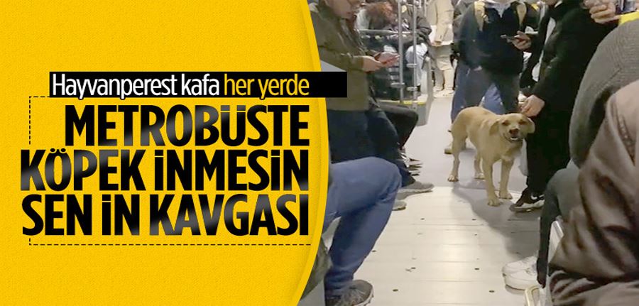 Metrobüste sokak köpeği tartışması