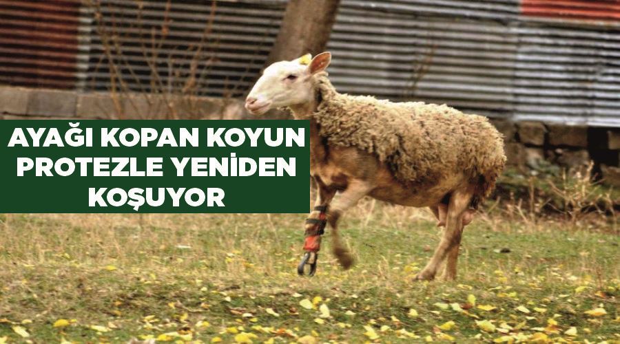 Ayağı kopan koyun protezle yeniden koşuyor