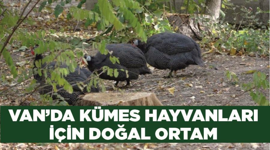 Van’da kümes hayvanları için doğal ortam