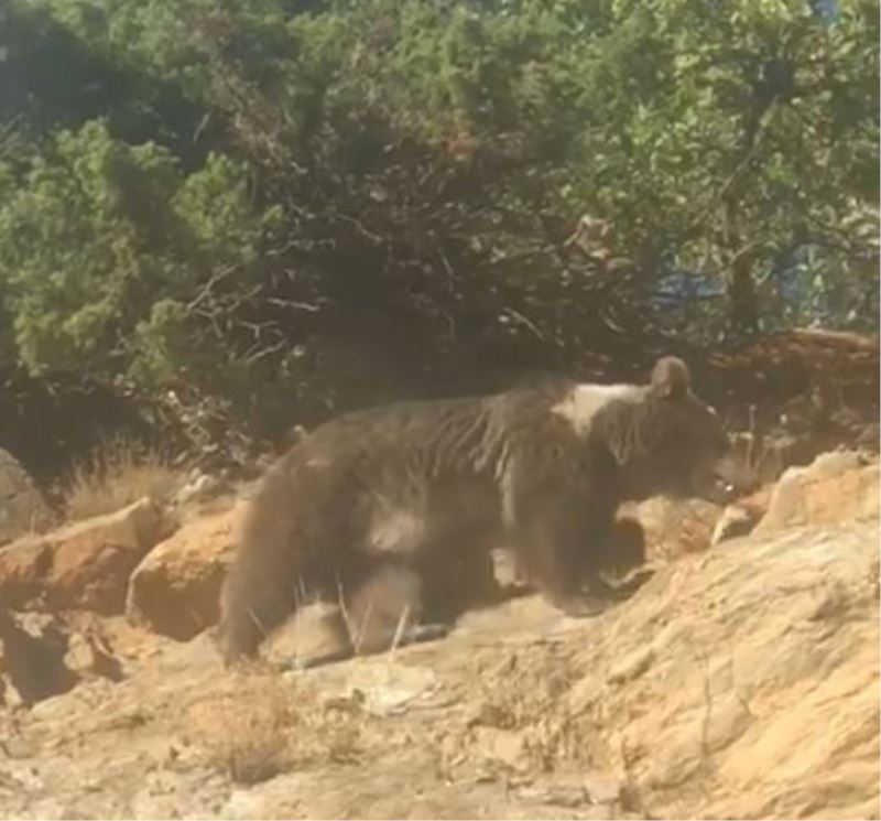 Boz ayının kış uykusu öncesi son gezintisi

