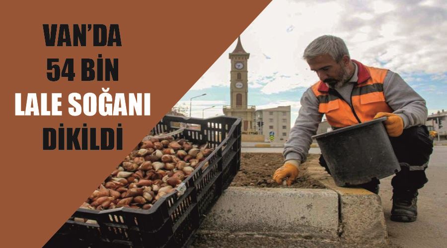 Van’da 54 bin lale soğanı dikildi