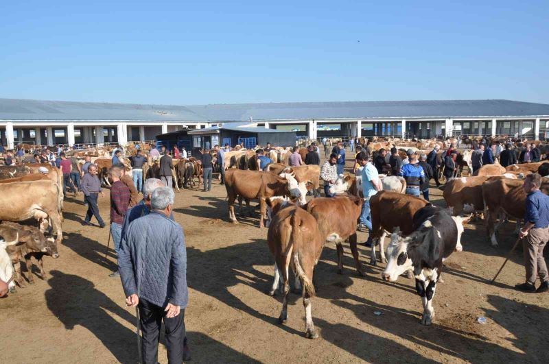 Kars’ta kurbanlıklar satışa çıktı
