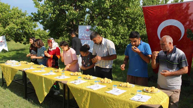 Iğdır’da ‘2022 kayısı tanıtım ve hasat günleri’ başladı
