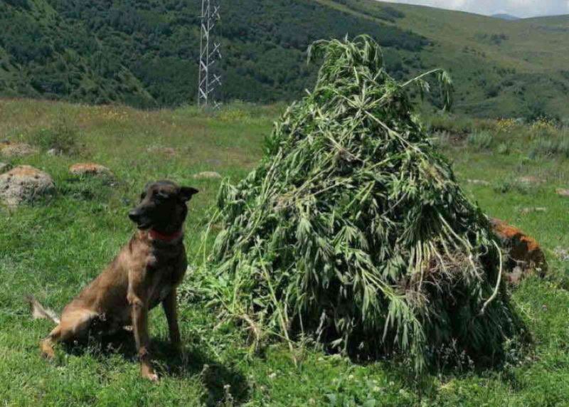 Kendiliğinden yetişen 3 bin 735 kök kenevir imha edildi
