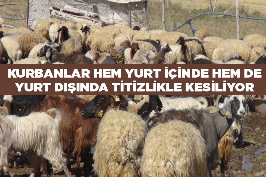 Kurbanlar hem yurt içinde hem de yurt dışında titizlikle kesiliyor