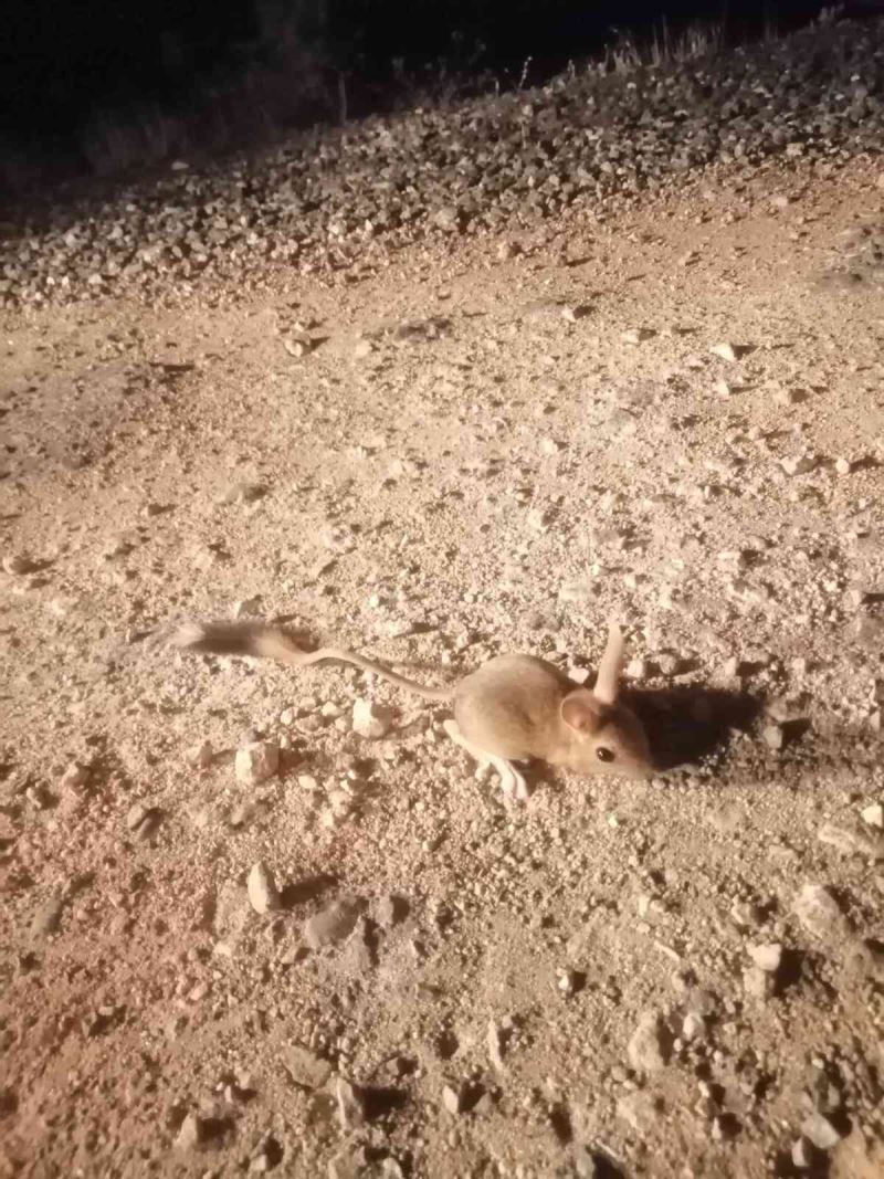 Elazığ’da IUCN’nin ’kırmızı’ listesinde bulunan Arap tavşanı görüntülendi

