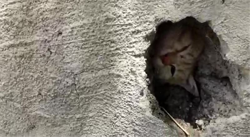 Duvardaki delikte sıkışan kedi kurtarıldı
