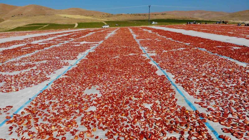 Elazığ’da üretilip kurutulan domatesler, dünya sofralarını süslüyor
