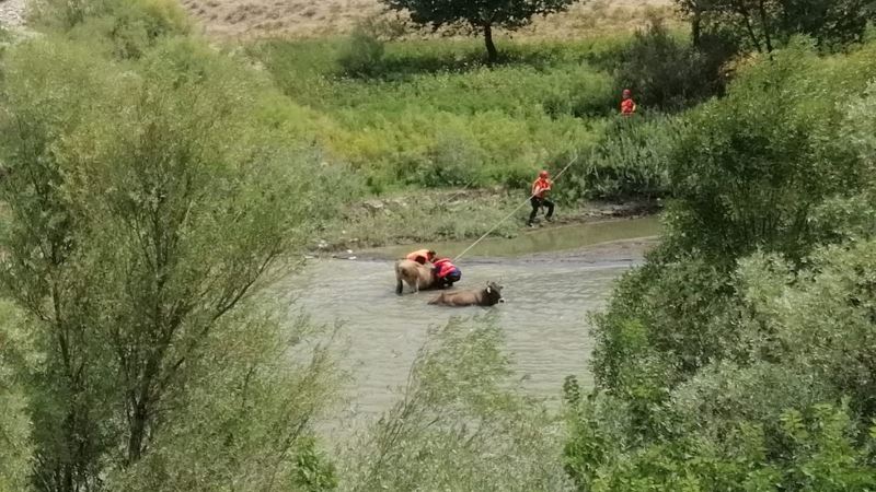 Bataklığa saplanan büyükbaş hayvanlar kurtarıldı
