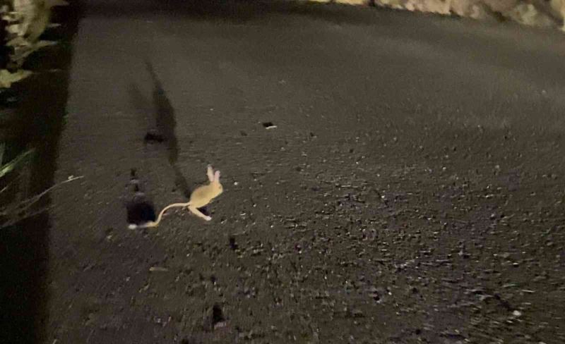 Yüksekova’da ‘Arap Tavşanı’ görüntülendi
