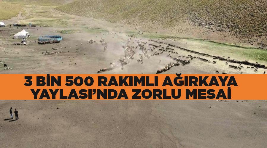 3 bin 500 rakımlı Ağırkaya Yaylası’nda zorlu mesai