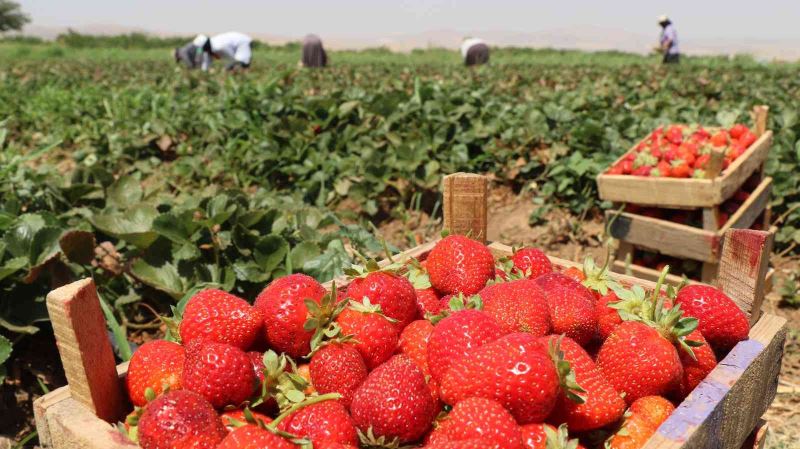 Elazığ’da çilek hasadı sürüyor
