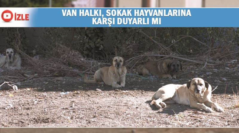 Van halkı, sokak hayvanlarına karşı duyarlı mı?