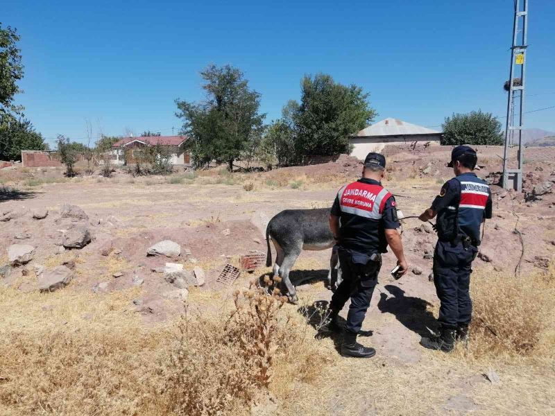 Eşekleri traktörün arkasına bağlayıp sürüklemişti, o sürücü bulundu ceza kesildi
