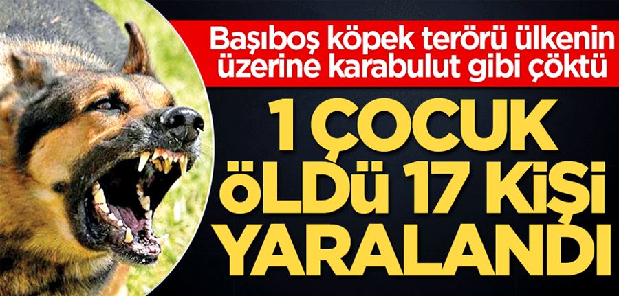  Başıboş köpek terörü ülkenin üzerine karabulut gibi çöktü