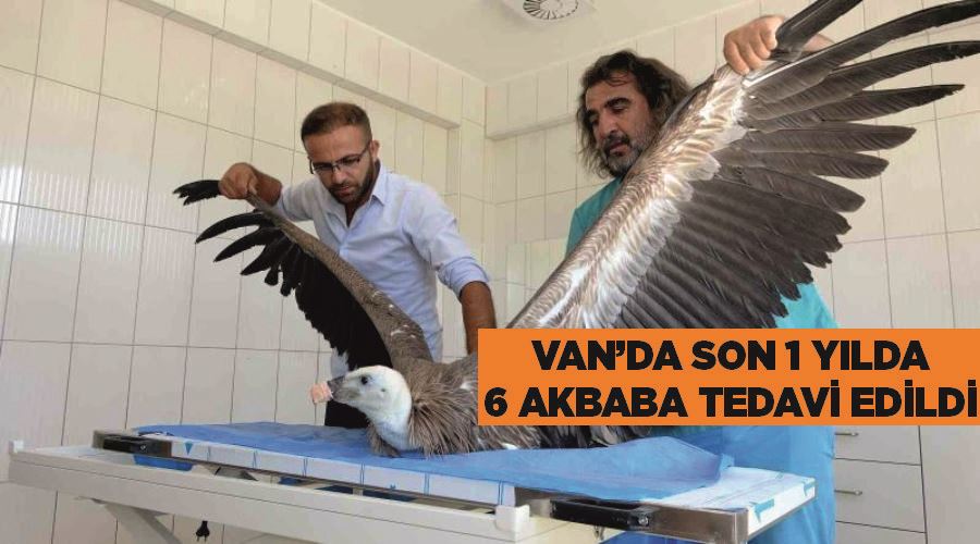 Van’da son 1 yılda 6 akbaba tedavi edildi