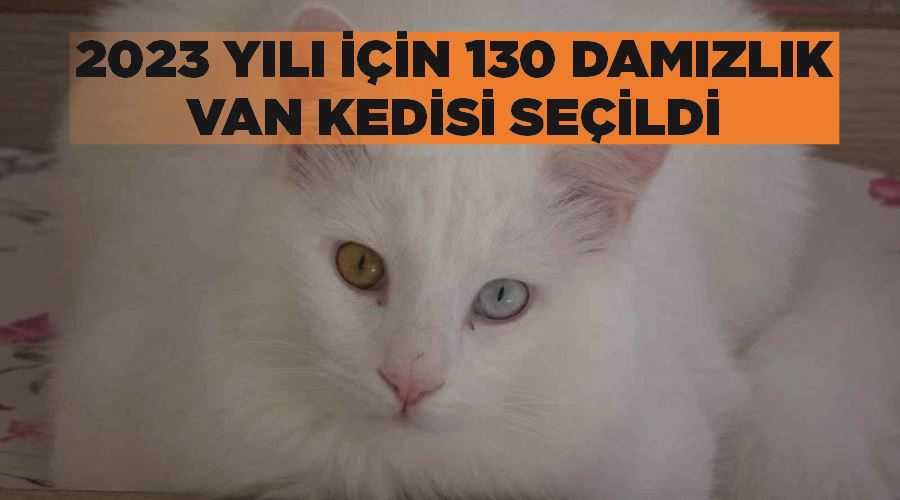2023 yılı için 130 ’damızlık’ Van kedisi seçildi