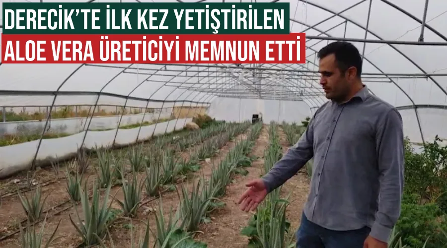 Derecik’te ilk kez yetiştirilen aloe vera üreticiyi memnun etti