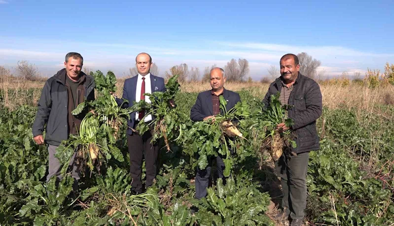 Iğdır’da şeker pancarı hasadı başladı
