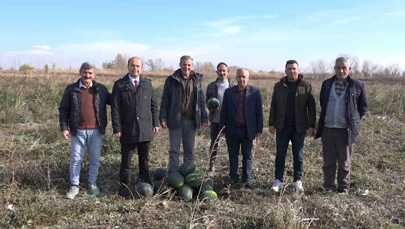 Iğdır’da karpuz hasadı
