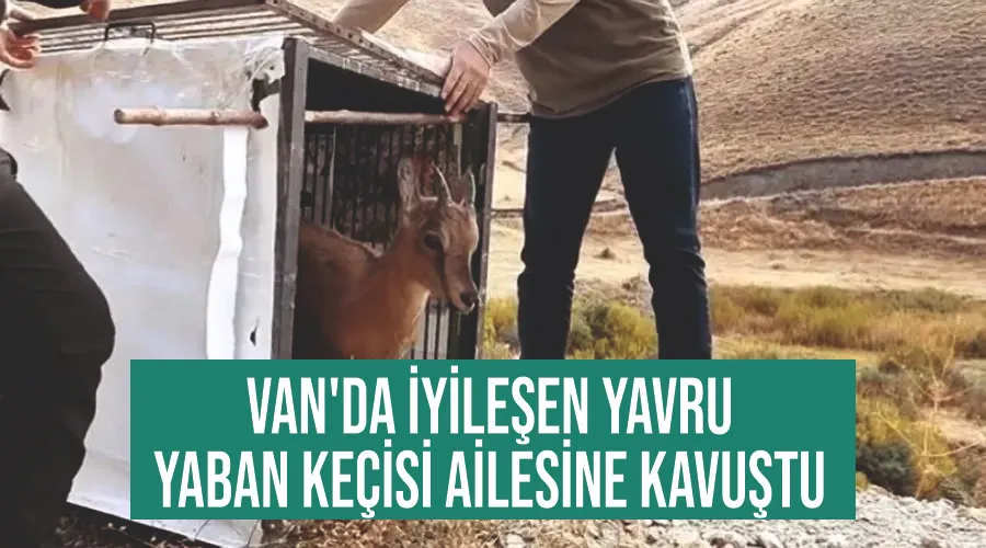 Van