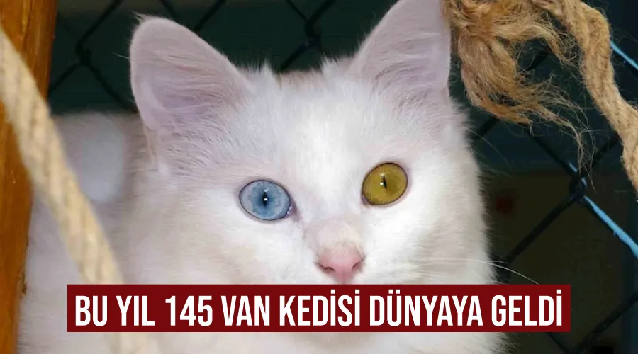 Bu yıl 145 Van kedisi dünyaya geldi