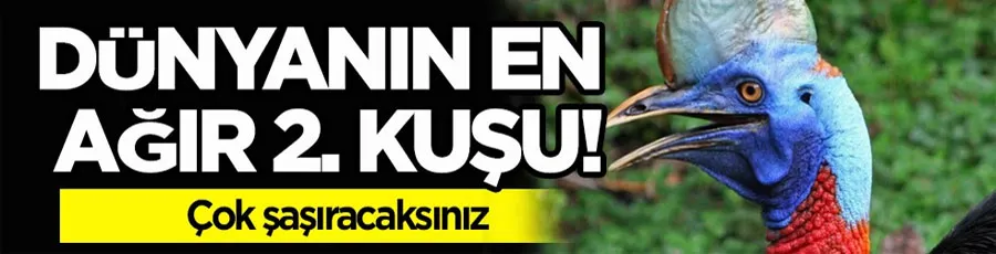 Dünyanın en ağır 2. kuşu en sessiz, en tehlikeli hayvanı bu kadar: Yeşil ve mavi bir renk.. İlgili o şok gerçek