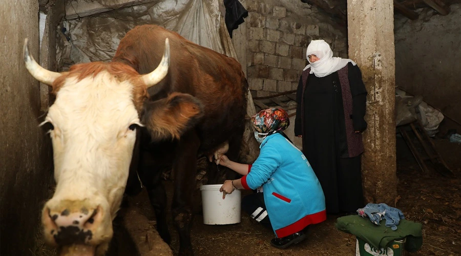 Erciş’te Yaşlı Çiftin İneklerini Vefa Ekipleri Sağdı
