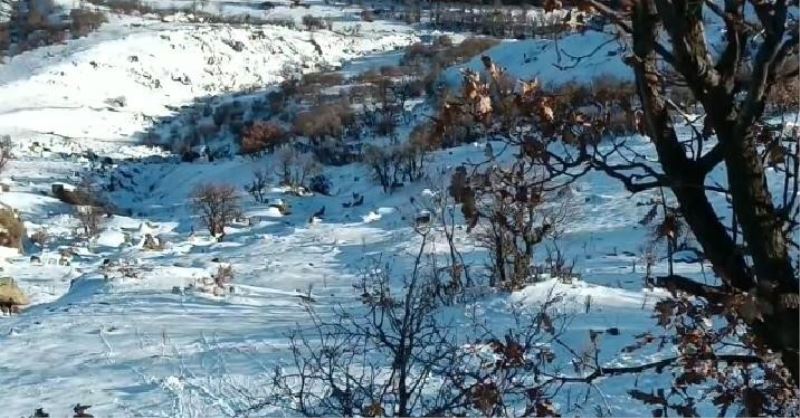 Deprem yaban keçilerini de ürküttü
