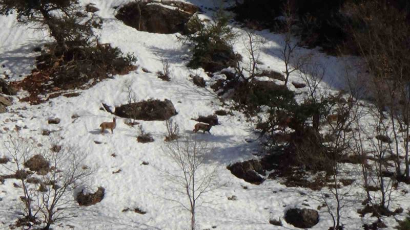 Avcılık durduruldu, dağ keçileri rahatça gezmeye başladı

