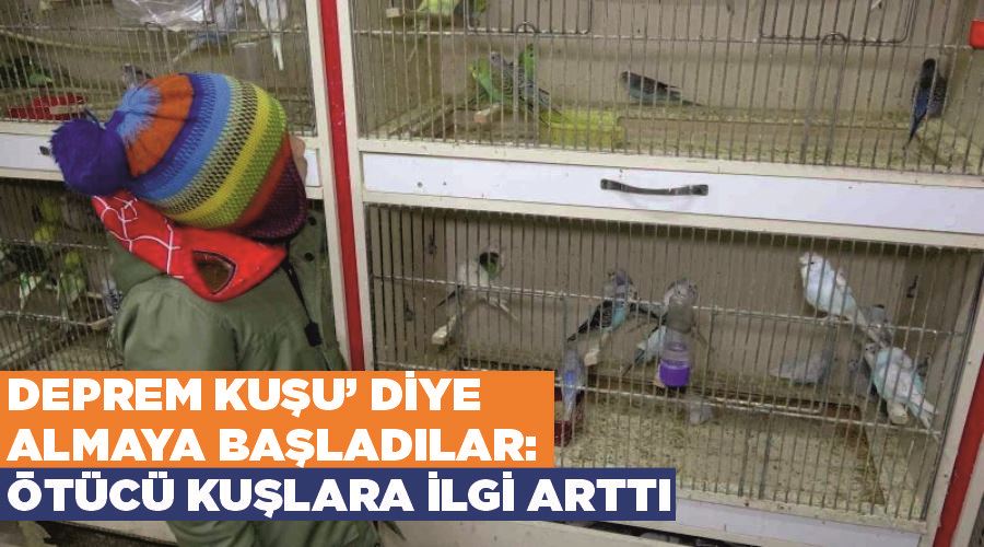 ‘Deprem kuşu’ diye almaya başladılar: Ötücü kuşlara ilgi arttı