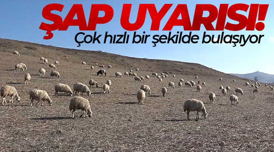 Uzmanından şap varyantı uyarısı: 