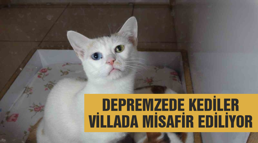Depremzede kediler villada misafir ediliyor
