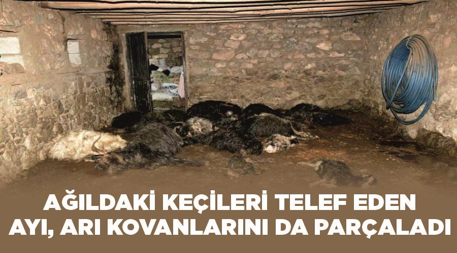 Ağıldaki keçileri telef eden ayı, arı kovanlarını da parçaladı