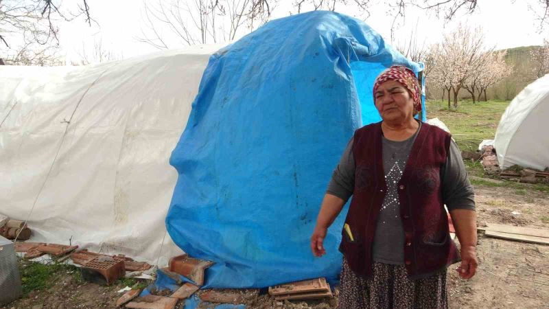 Depremde evi yıkılan Zehra teyzenin umudu ‘kayısı’
