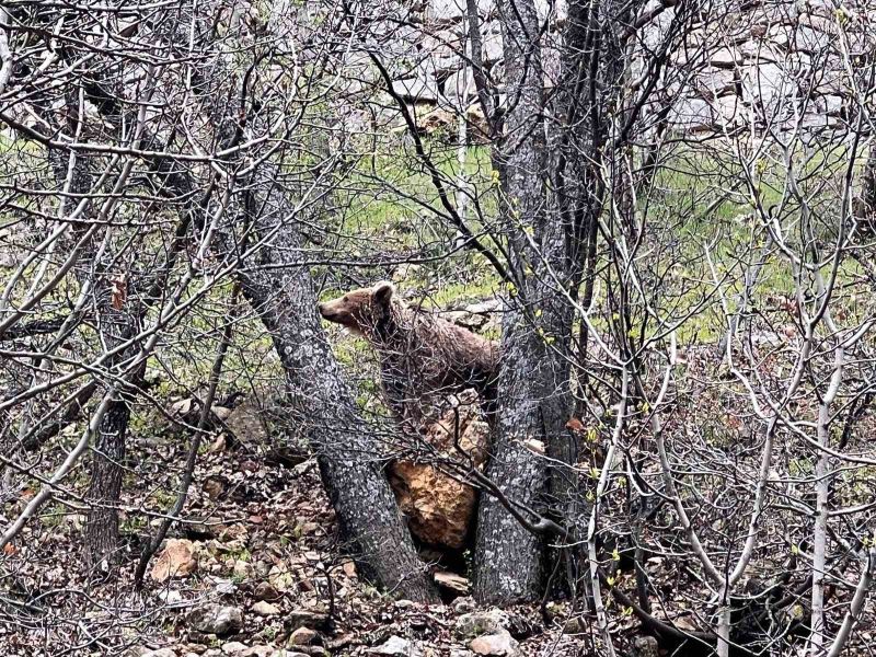 Munzur Vadisi’nde bozayı görüntülendi
