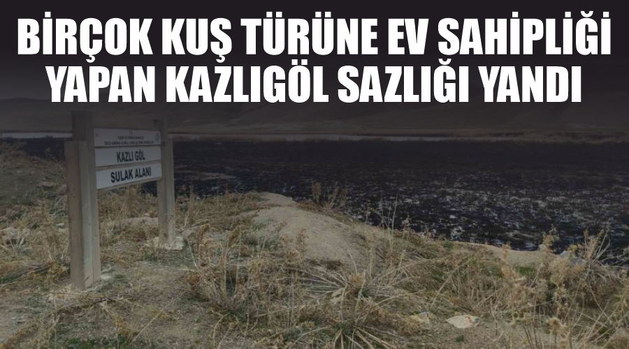 Birçok kuş türüne ev sahipliği yapan Kazlıgöl sazlığı yandı
