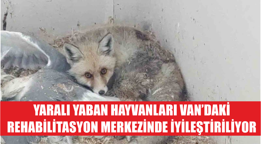 Yaralı yaban hayvanları Van’daki rehabilitasyon merkezinde iyileştiriliyor