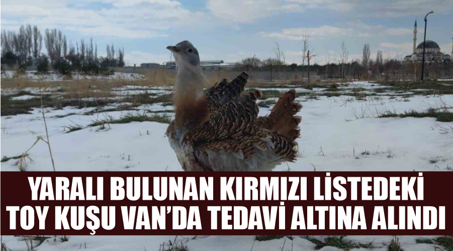 Yaralı bulunan kırmızı listedeki toy kuşu Van’da tedavi altına alındı