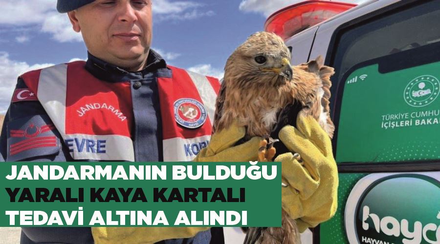 Jandarmanın bulduğu yaralı kaya kartalı tedavi altına alındı