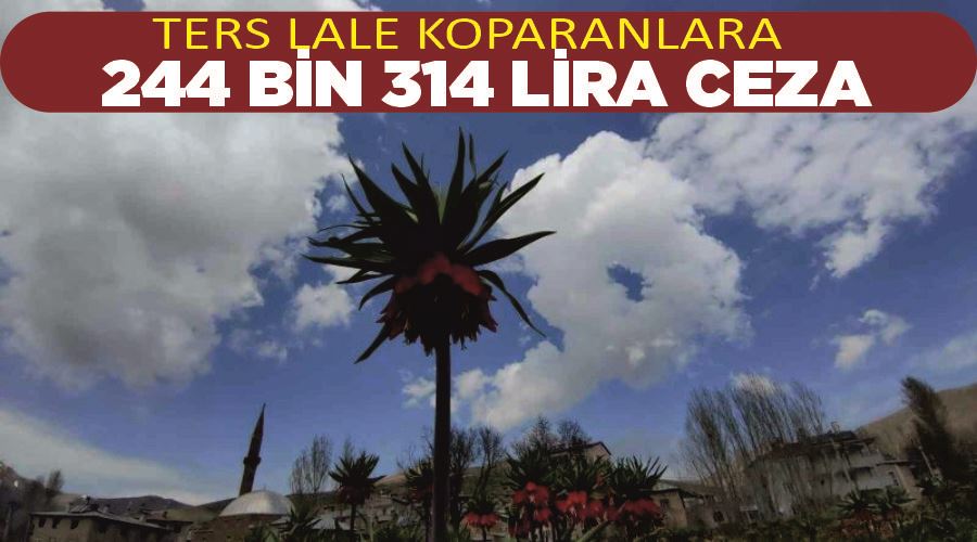 Ters lale koparanlara 244 bin 314 lira ceza