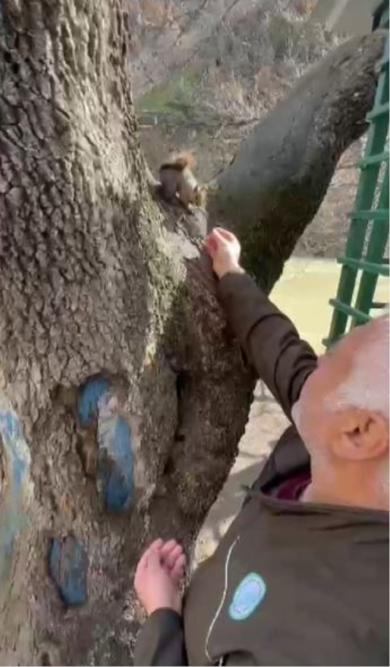 Doğa koruma görevlisi, yabani sincabı elleriyle besledi

