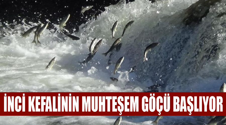 İnci kefalinin muhteşem göçü başlıyor