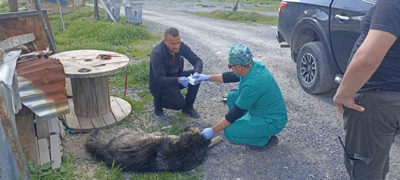 Yılanların ısırdığı köpeklere belediye sahip çıktı
